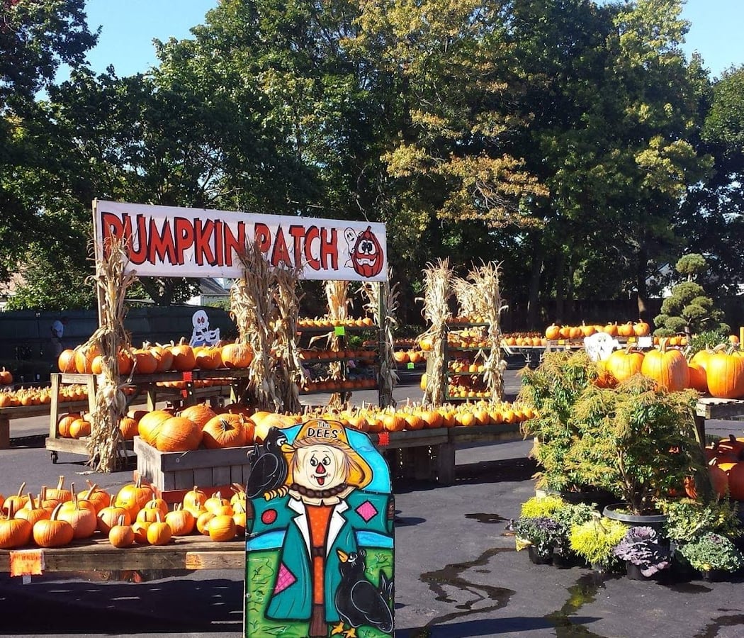 Fall Festival 1