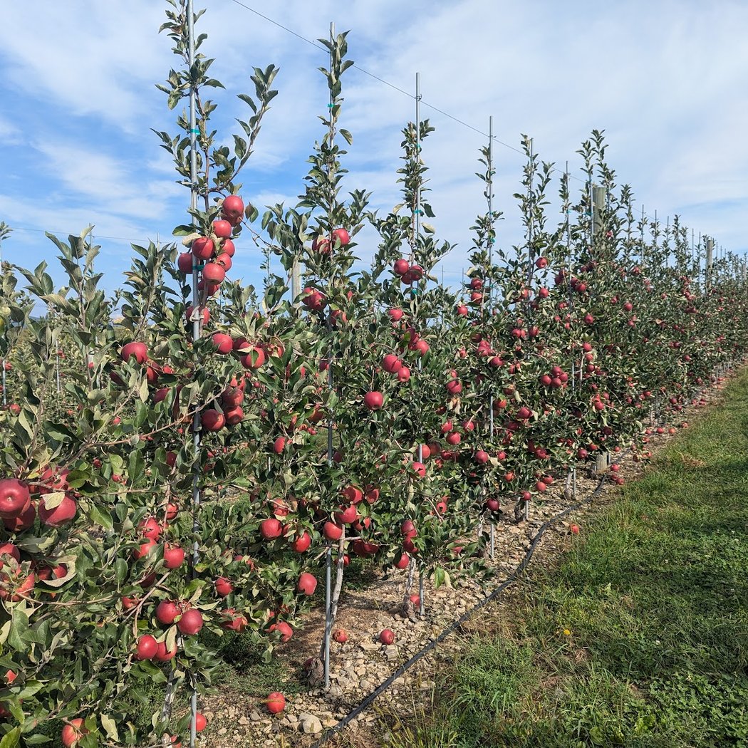 Minard's Family Farm 4