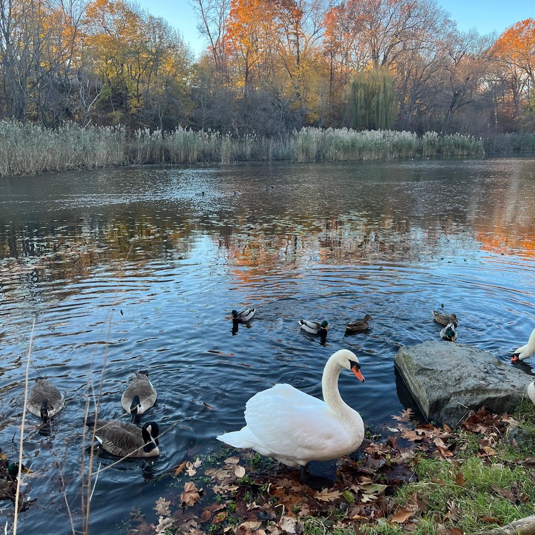 Oakland Lake 3