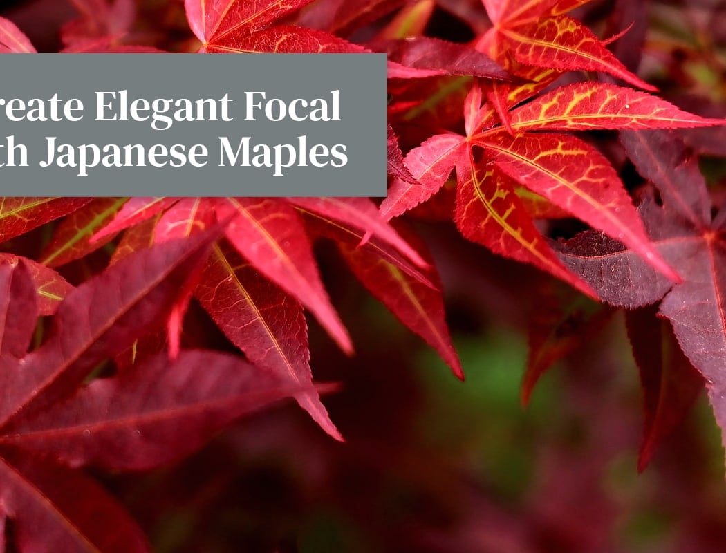 Japanese Maples Class 1