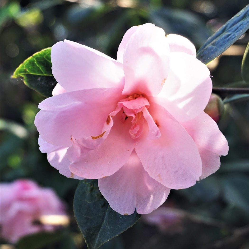 Camellia Garden 2