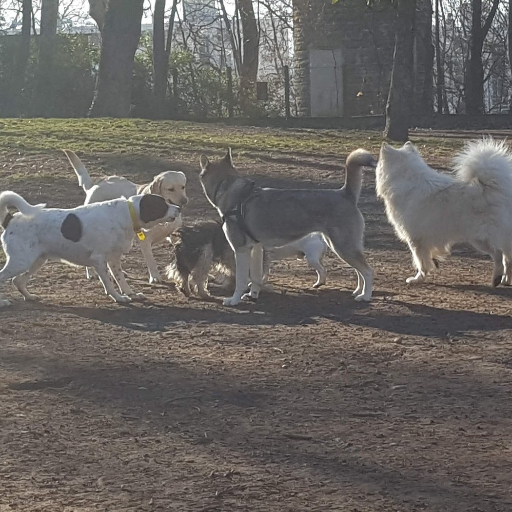 Parc à Chiens 1