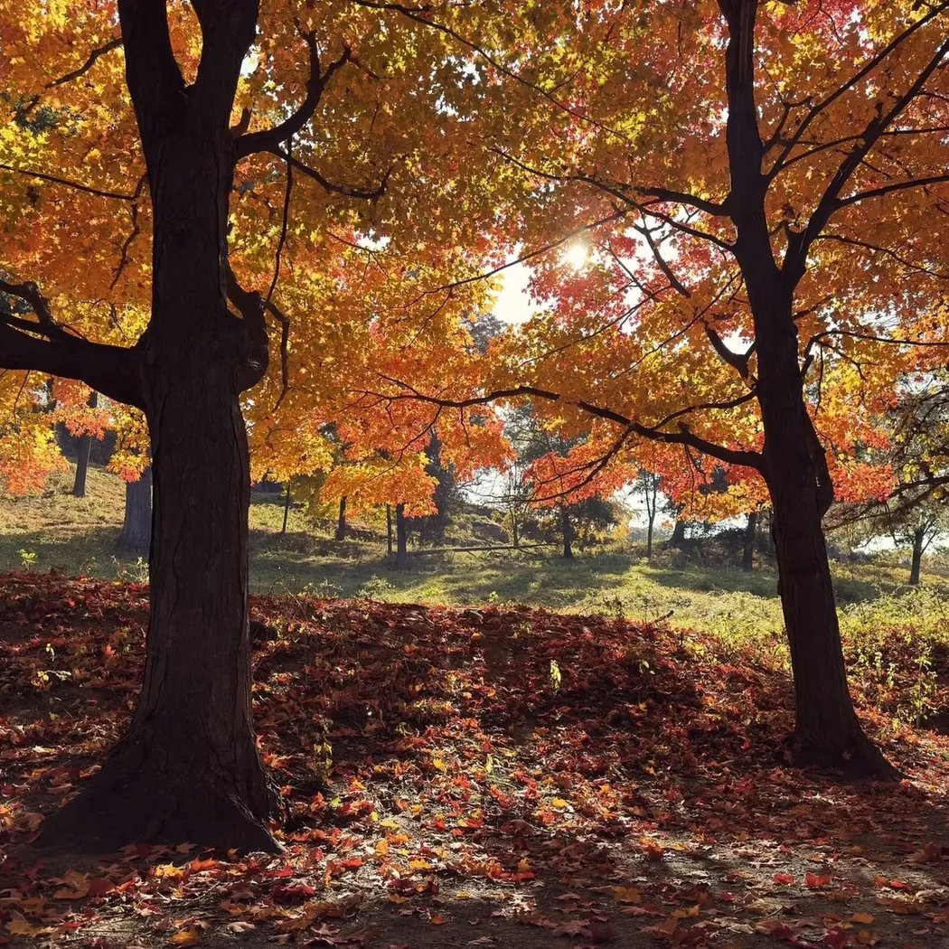 Rockefeller State Park Preserve 3