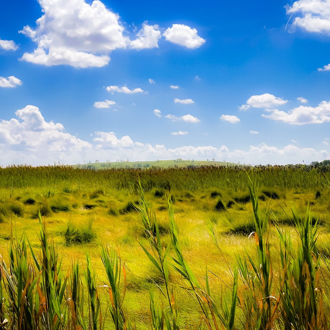 Freshkills Park 1