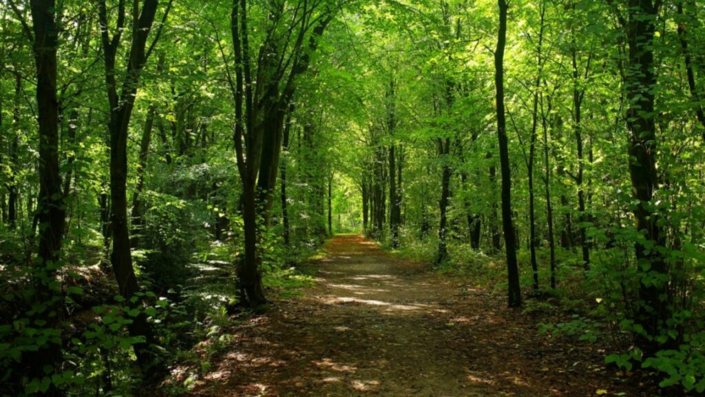 Forêt domaniale de Saint-Germain 5