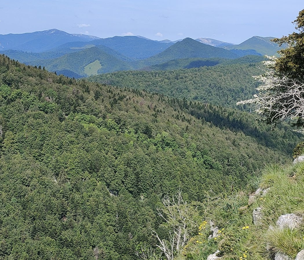 Irati Forest 3