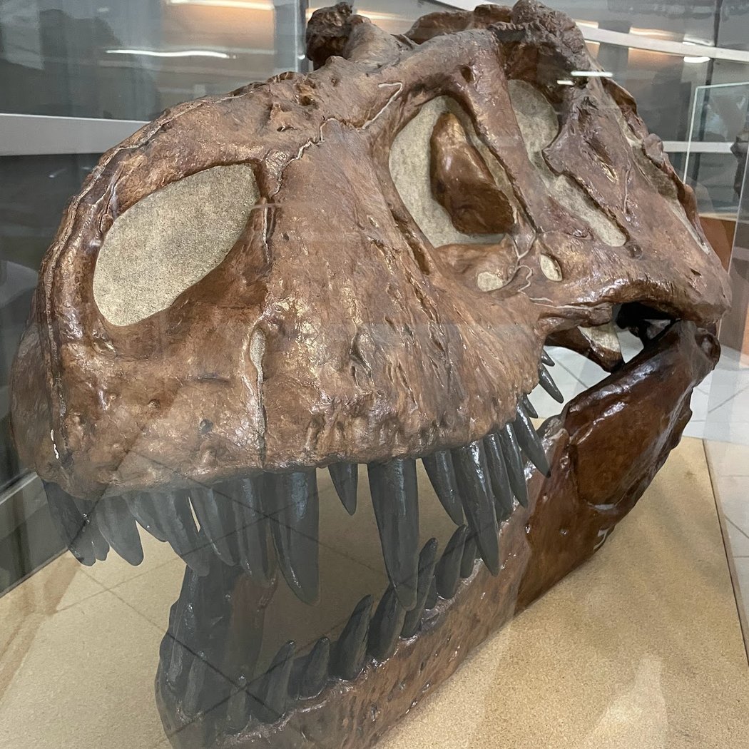 Museum of Vertebrate Zoology 1