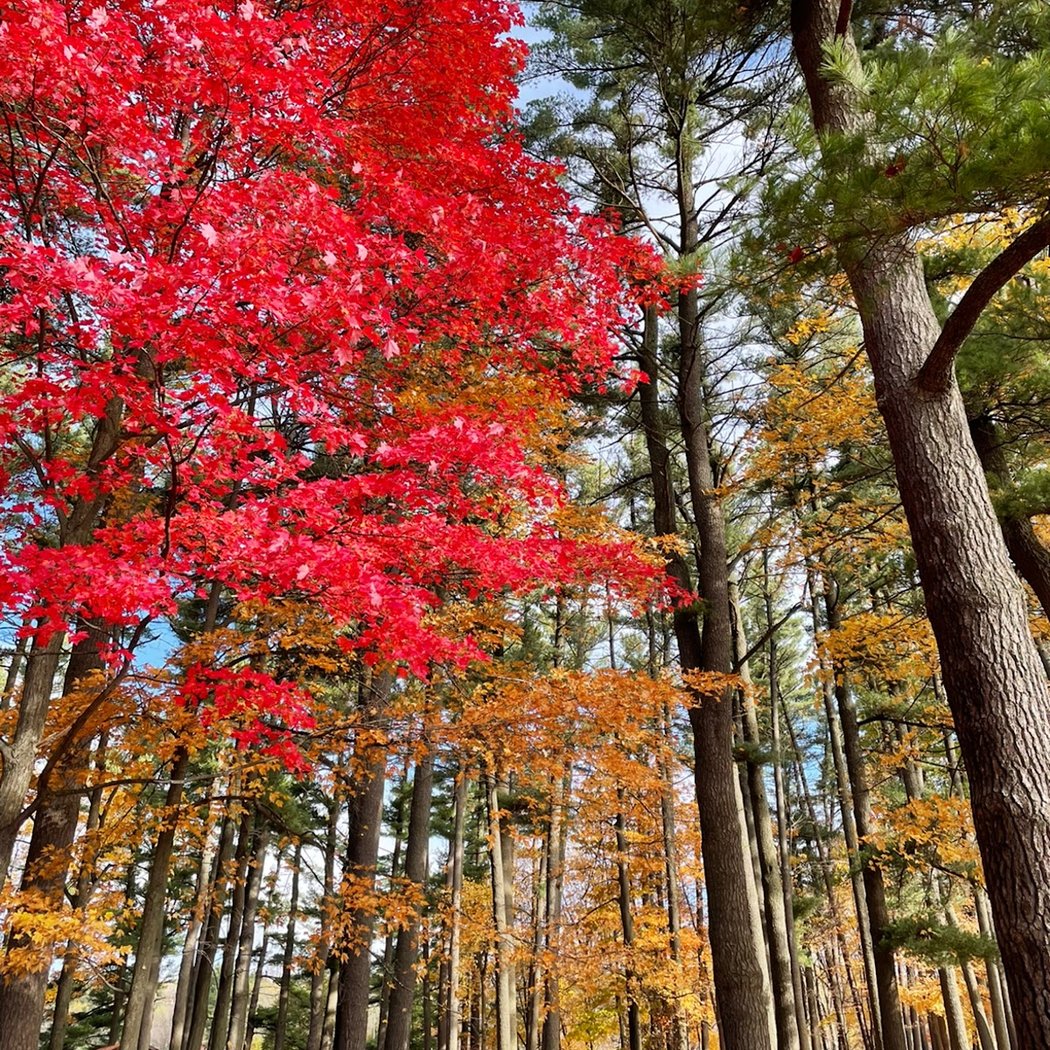 Marathon County Park 1