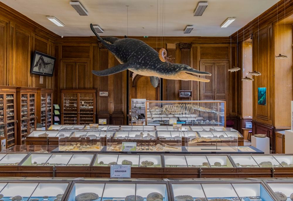 The Museum of Natural Science 5
