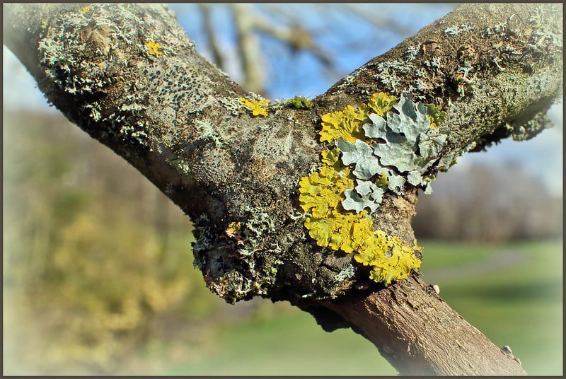 LOVE ON THE ROCKS – DISCOVERING LICHENS 1