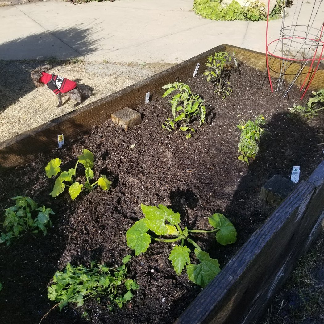 Golden Gate Park Community Garden 3