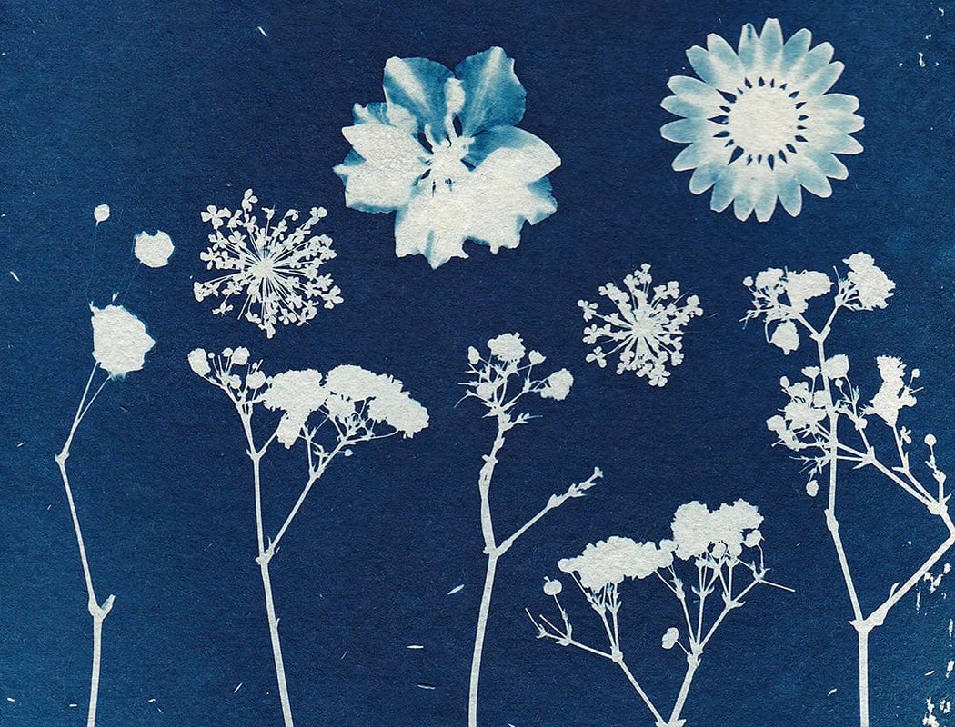 Cyanotype Workshop 3