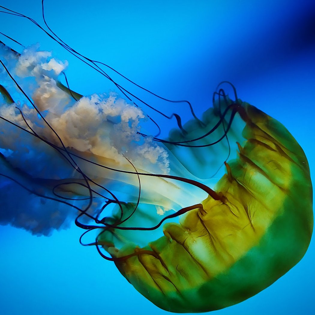 National Aquarium 1