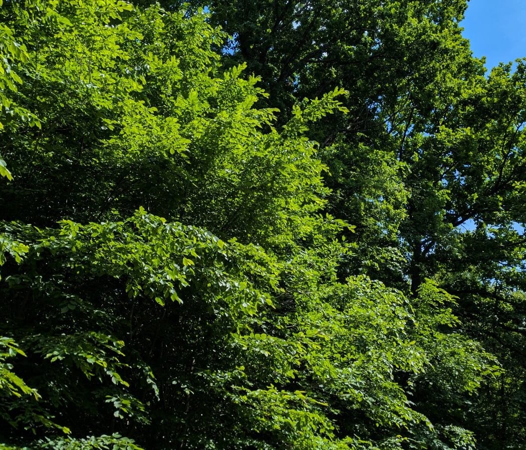Massif forestier de l'Arc Boisé 2
