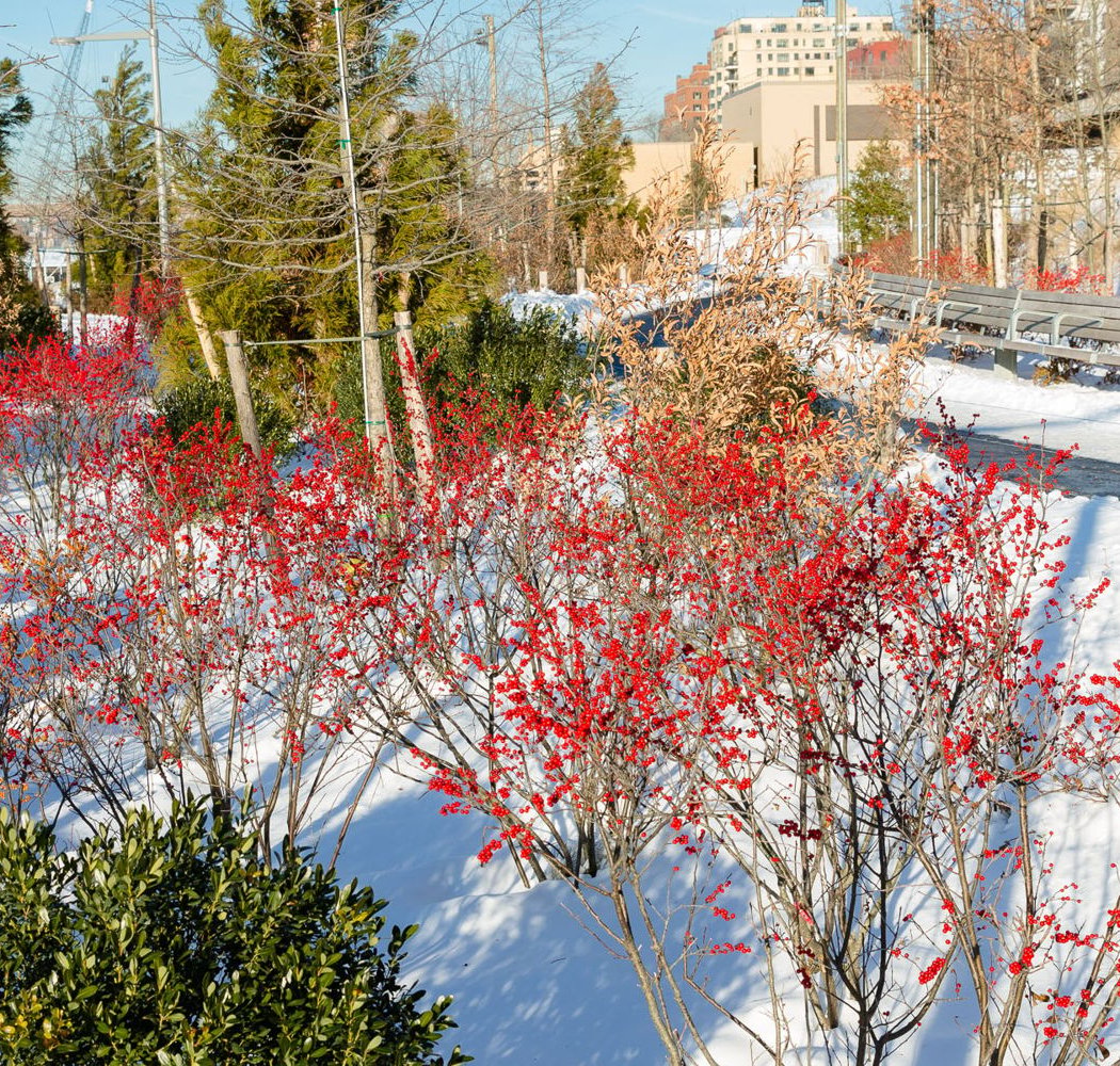 Winter Tree Identification Walk 1