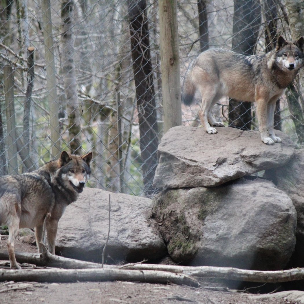 The House of Wolves 3