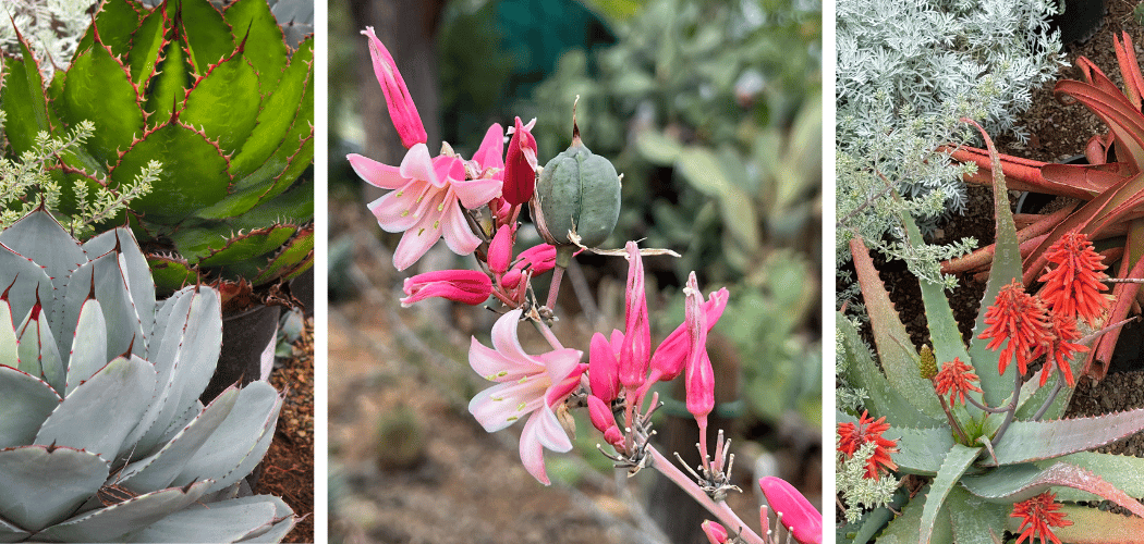 Members-only Flash Sale - 25% off Aloe, Agave, and Hesperaloe 1