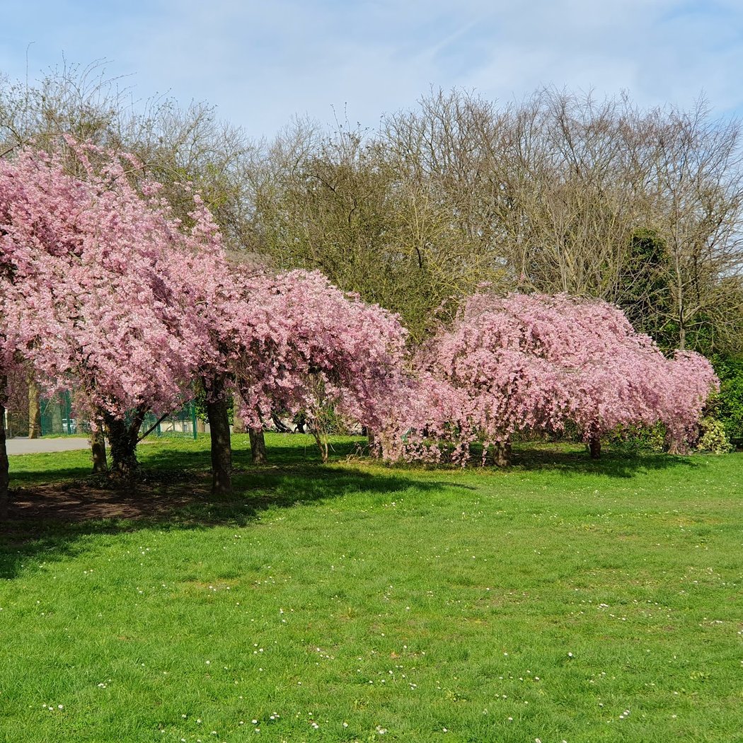 Parc de la Sapinière 4