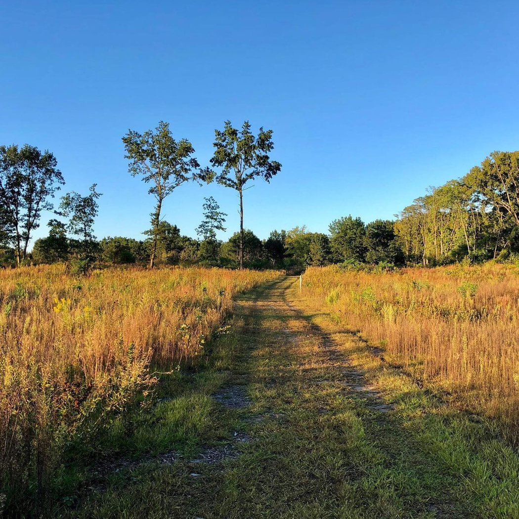 Albany Pine Bush Preserve 3