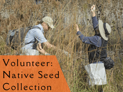 Native Seed Collecting at Heartland