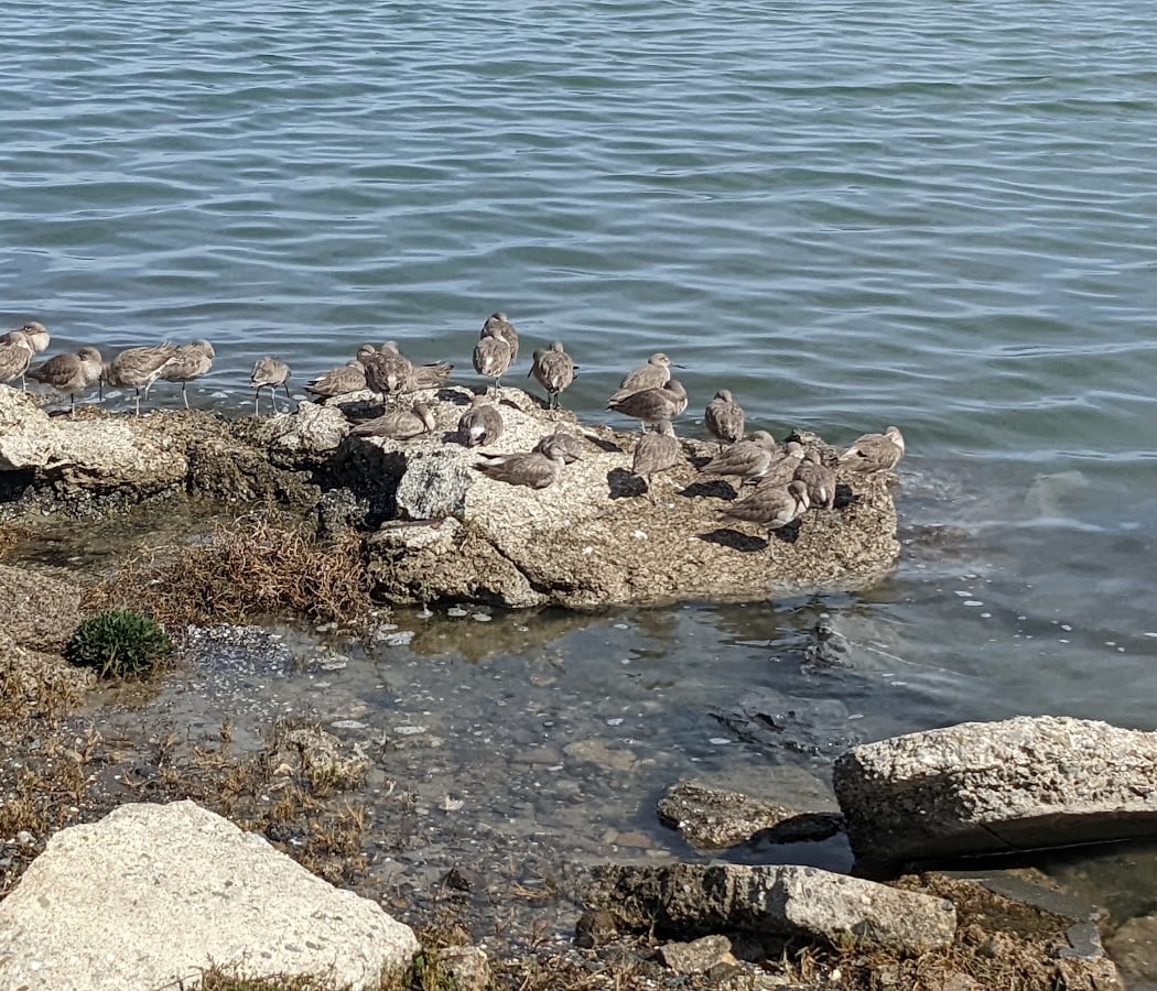 City of Burlingame Shorebird Sanctuary 1