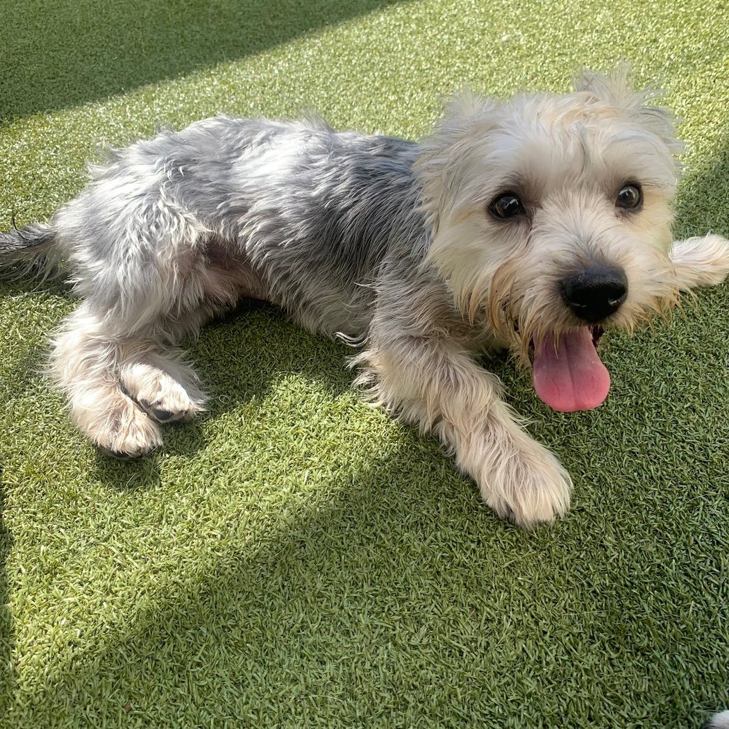 WOOF Dog Daycare & Boarding 1