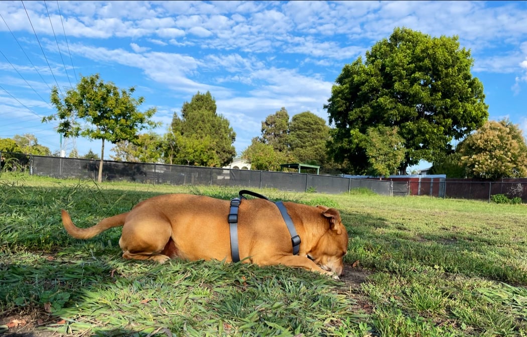 Eden Greenway Dog Park 1