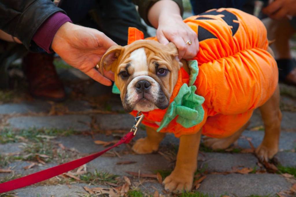 Spooky Paws Pet Parade 3