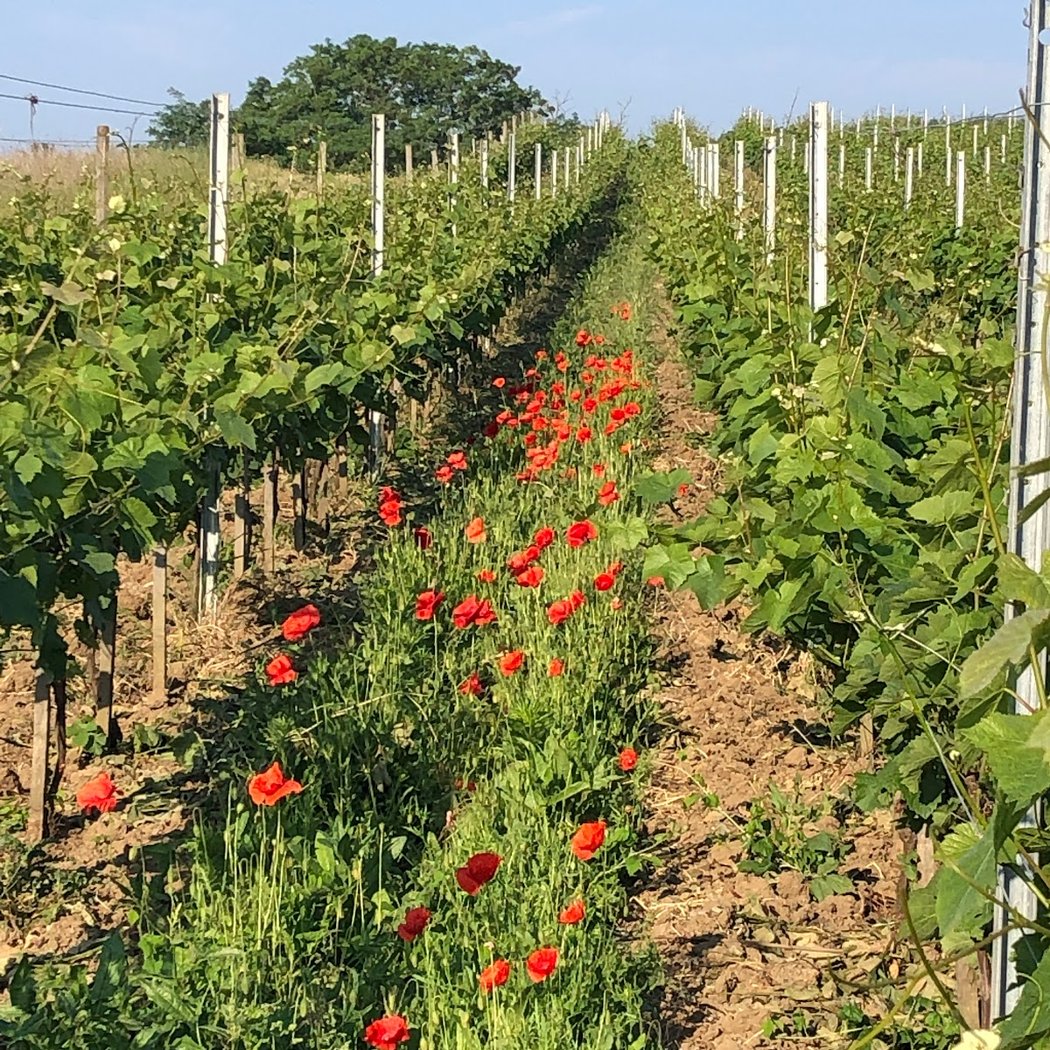 Les Coteaux du Montguichet 1