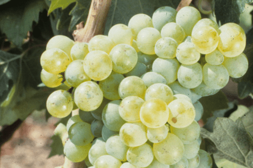 Focus sur le Chardonnay 1