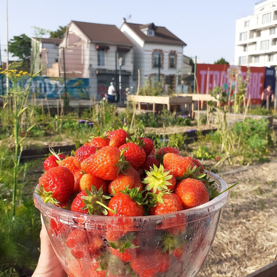 Terre Terre (ferme urbaine) 1