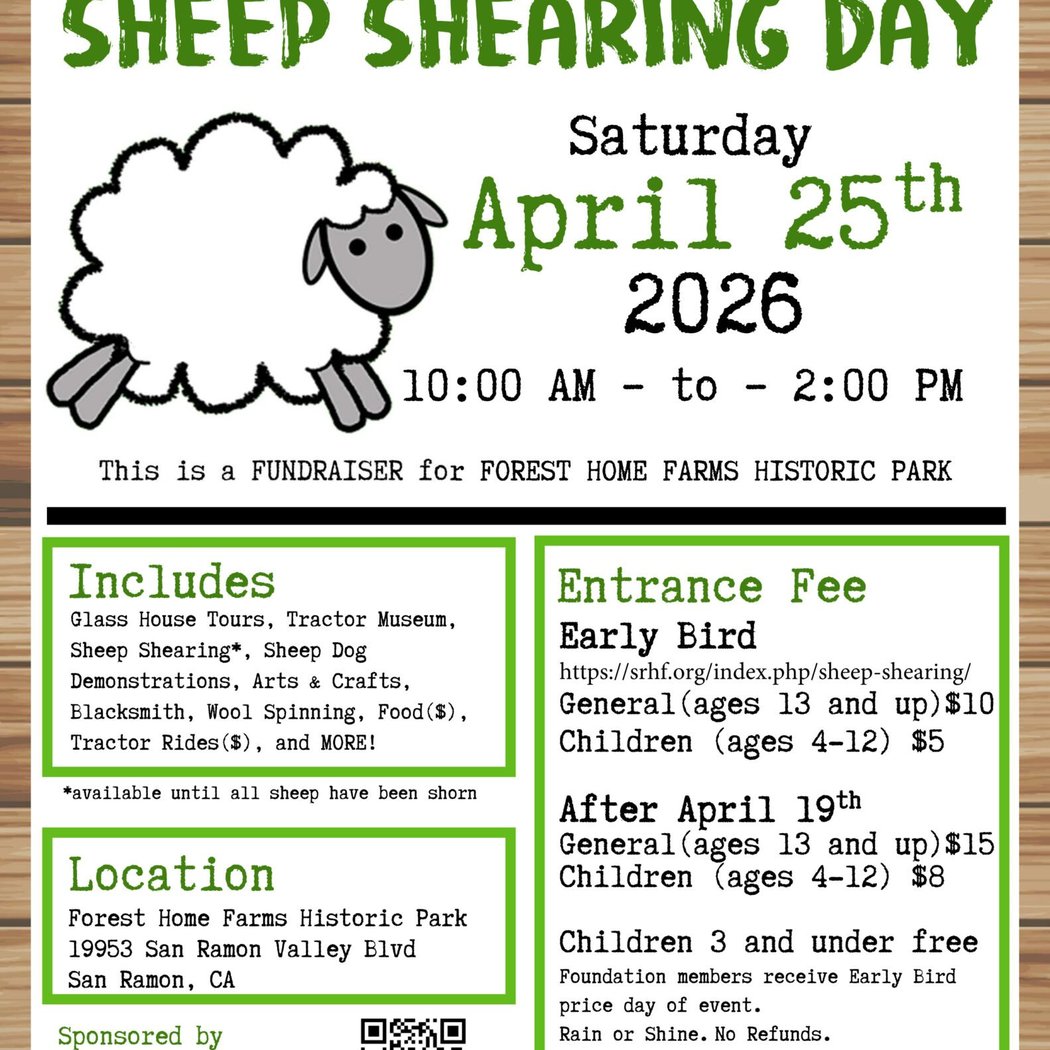 Sheep Shearing Day 1