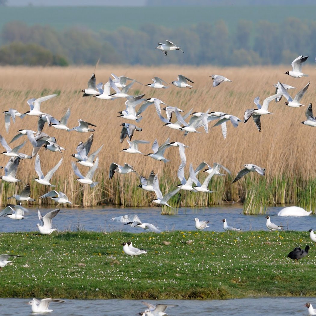 Festival de l'Oiseau et de la Nature 1