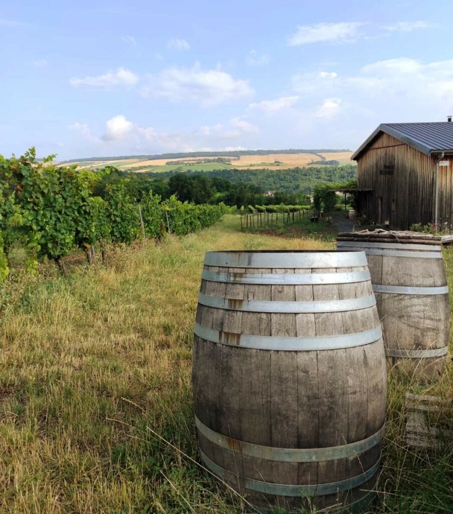 Domaine Miolanne - Vignoble bio & Bar à vin éphémère 1
