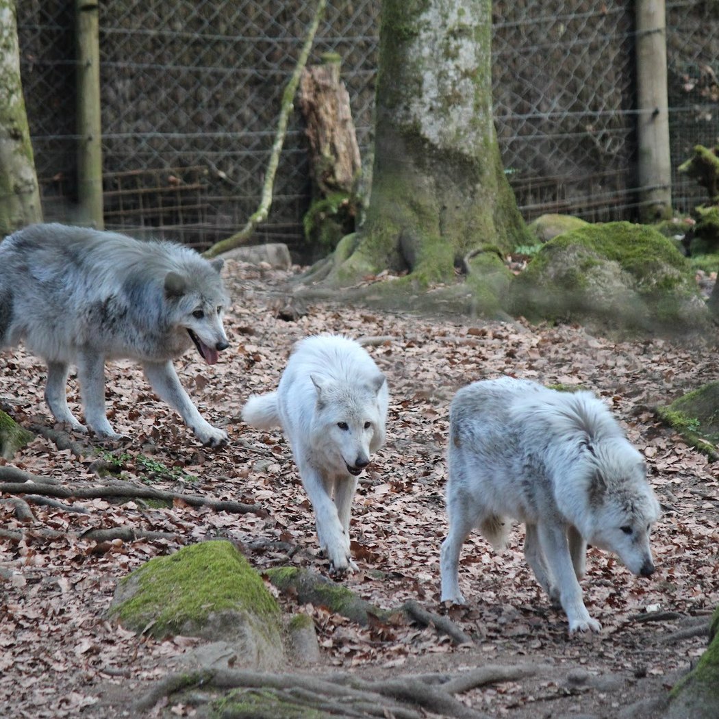 The House of Wolves 2