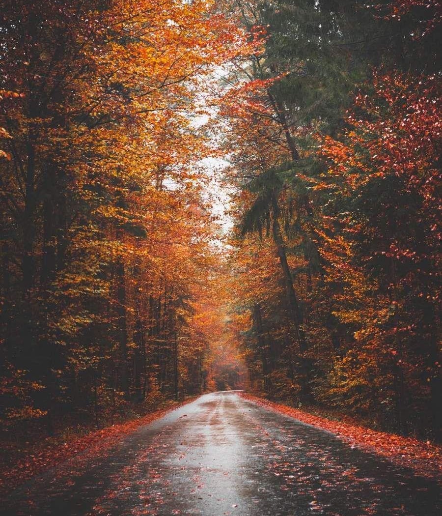 Fall Colors iPhone Photography 3
