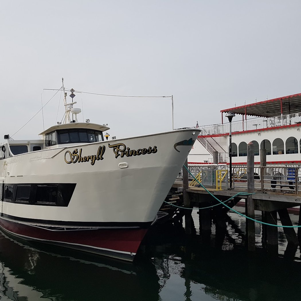 Whale Watching & Dolphin Adventure Cruises 1