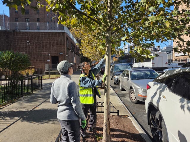 Lower East Side Tree Pruning Outing 1
