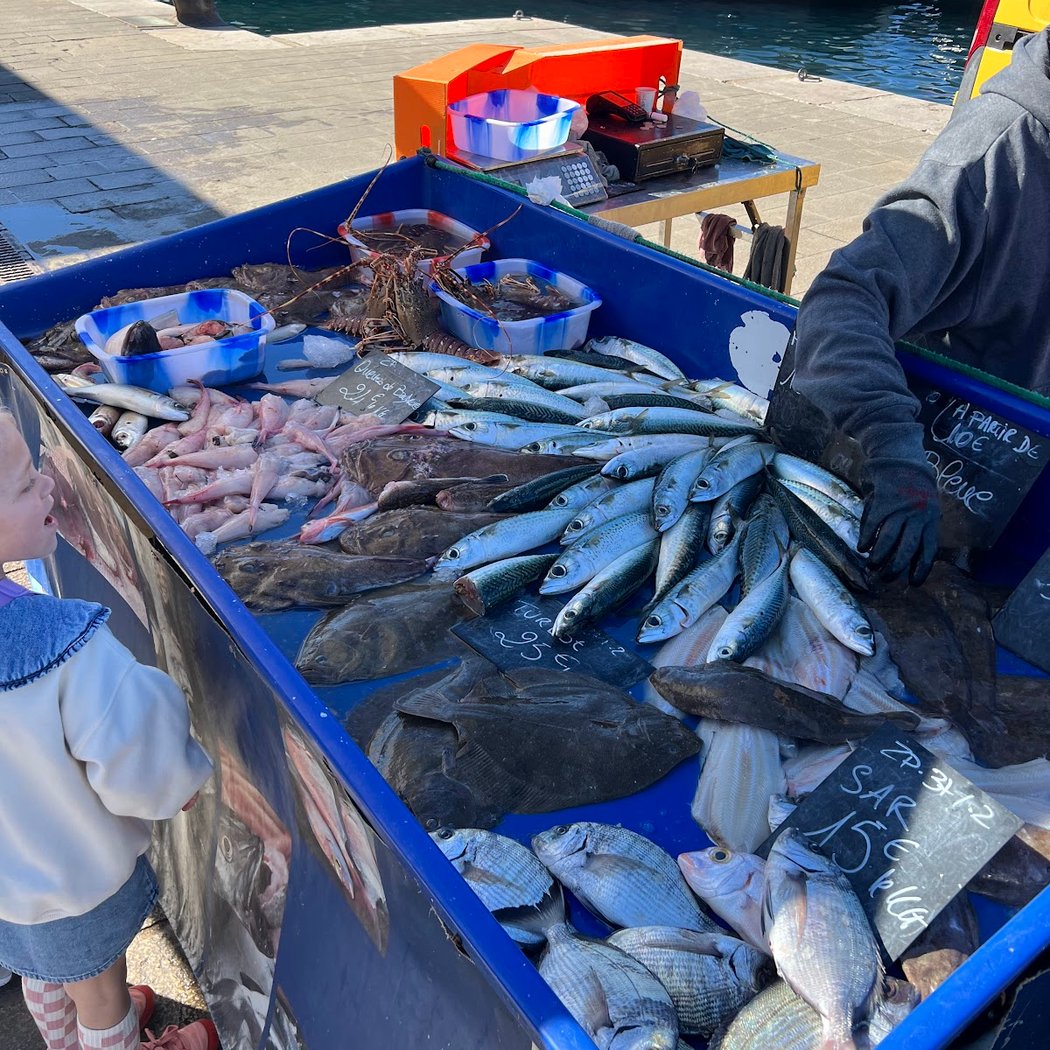 Coquillages du Vieux-Port de Marseille - Sonia et Ahmar Bendjema