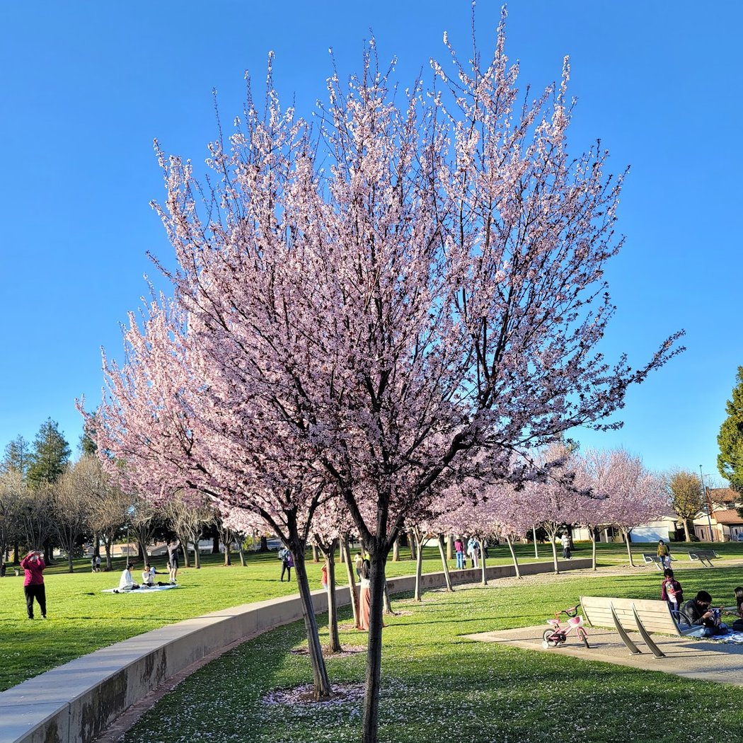 Group Picnic Area | Memorial Park 1