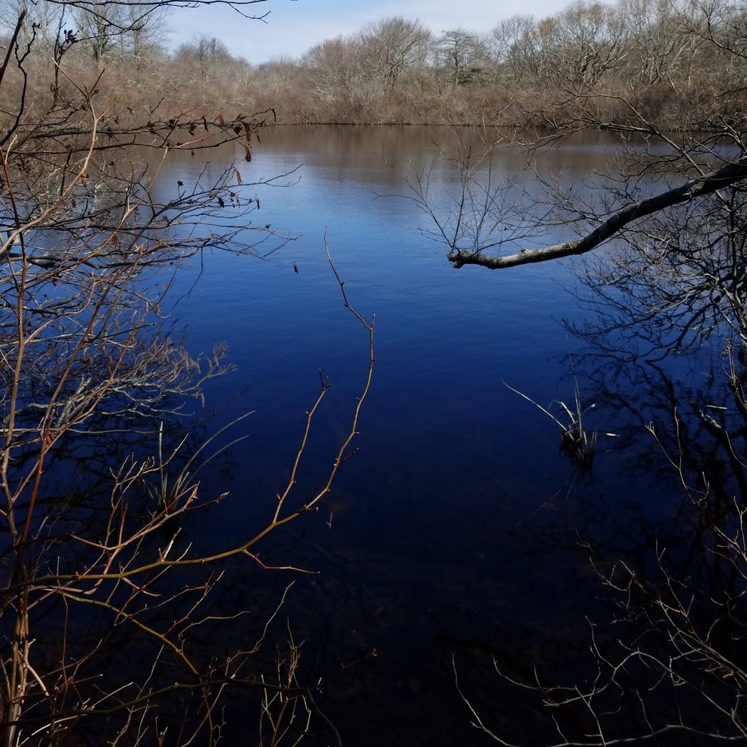 Money Pond 1