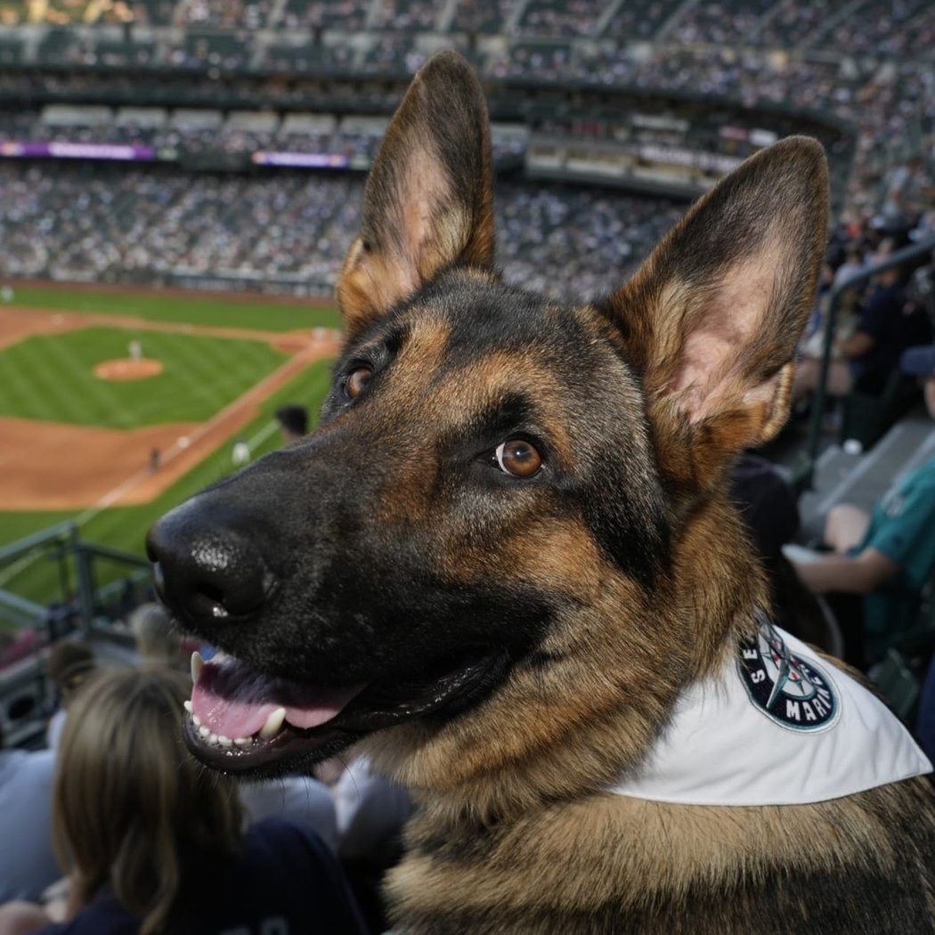 Seattle Mariners Bark at the Park