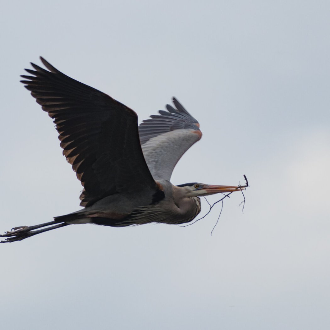 Bobolinks, Herons & More: Birding at Millennium Park