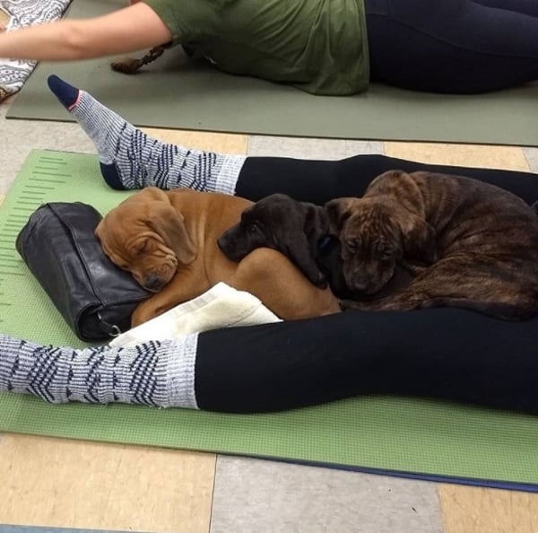 Puppies + Pilates 2