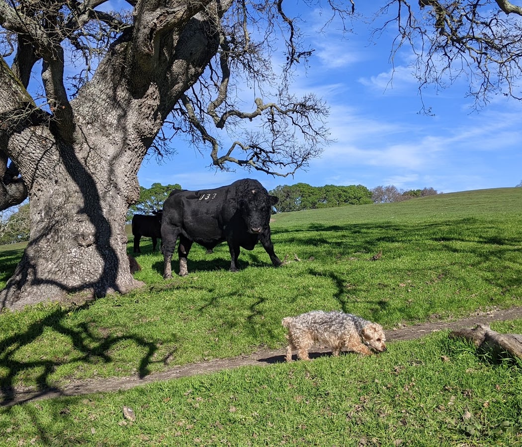 Franklin Canyon 1