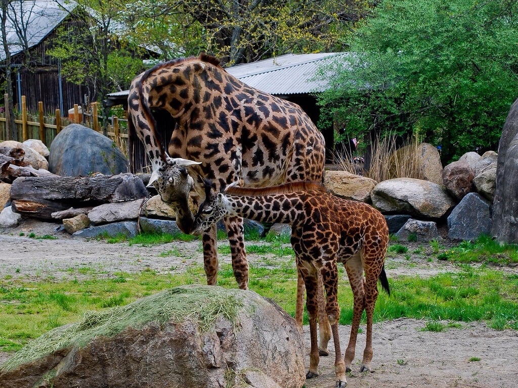 Roger Williams Park Zoo 2