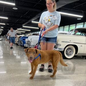 Friends for Animals Off-Site Adoption Event 1