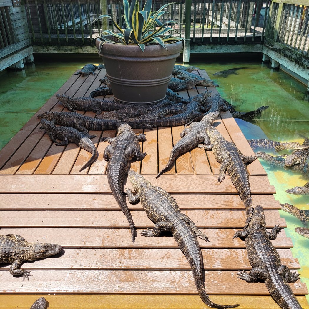 Gatorland 3