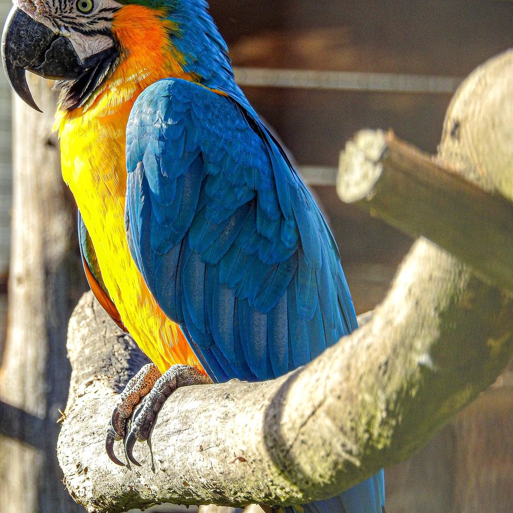 Exotic Park, zoo de Lescar 1