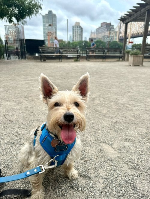 Andrew Haswell Green Dog Park 3